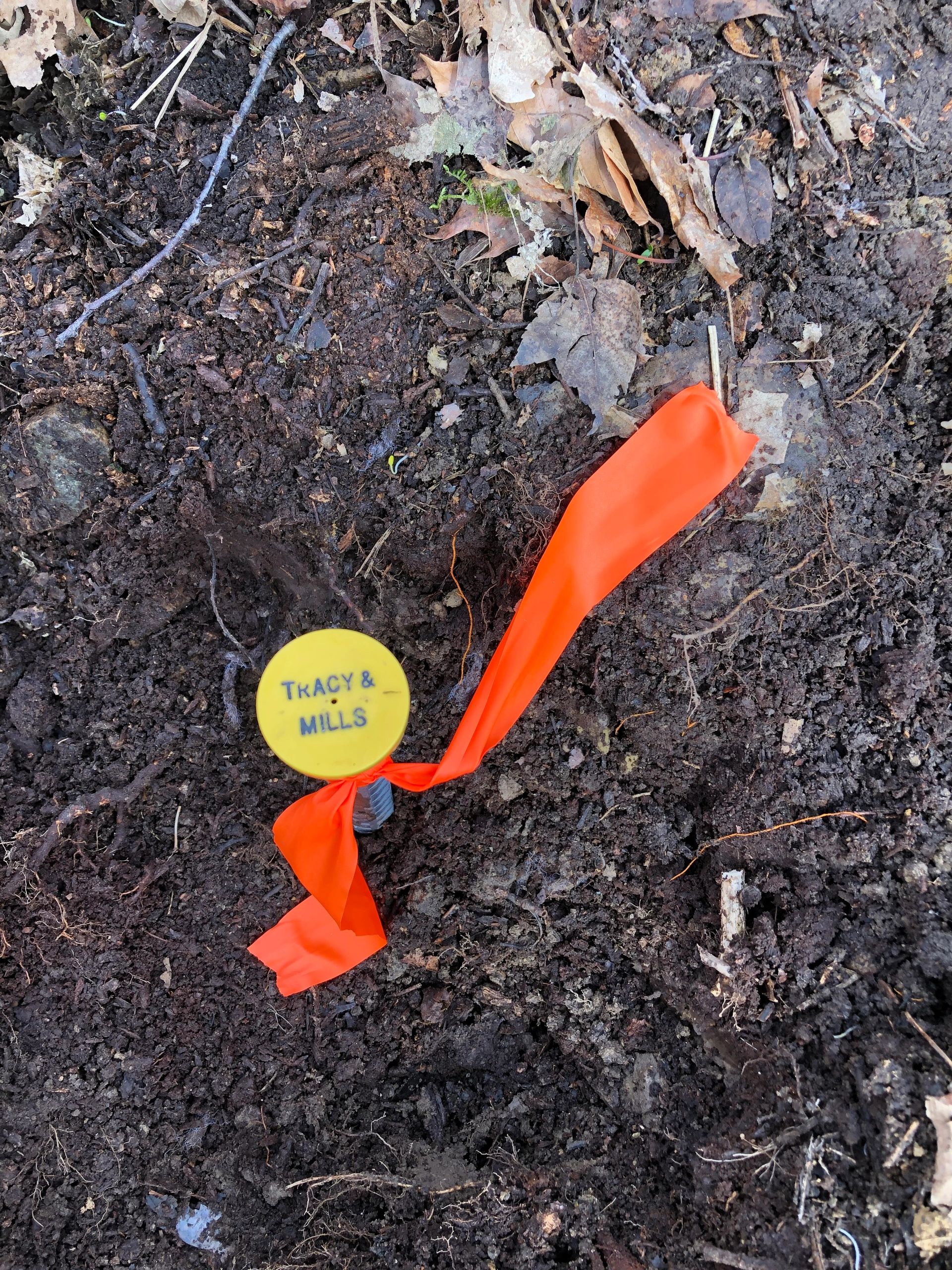 Tracy & Mills, Surveyors